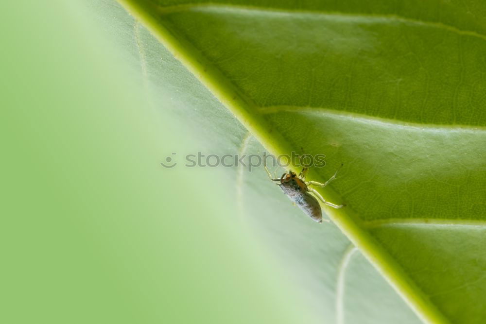 Similar – fly on reed leaf Spring