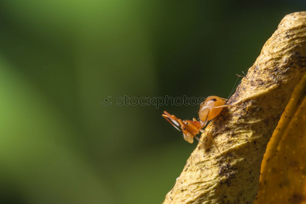 Similar – lizard Costa Rica Gecko