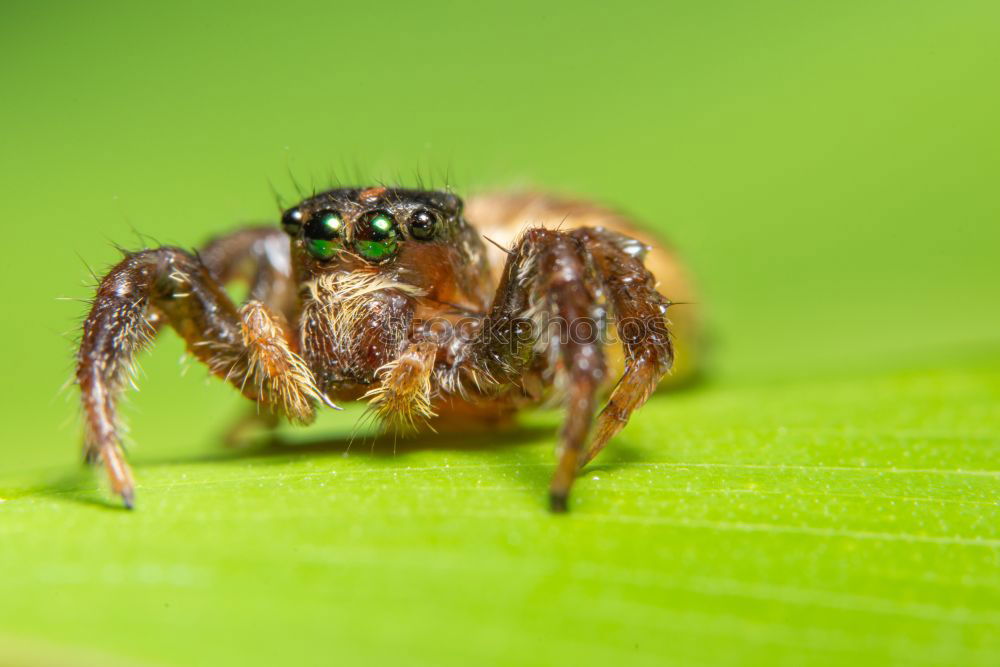 Similar – Image, Stock Photo Leaf spider_01 Spider