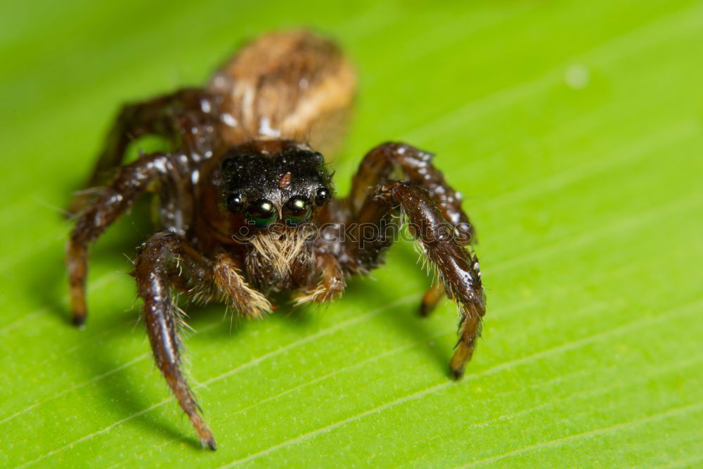 Similar – Image, Stock Photo Leaf spider_01 Spider