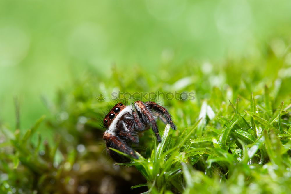 Similar – Image, Stock Photo forest dung beetle Nature