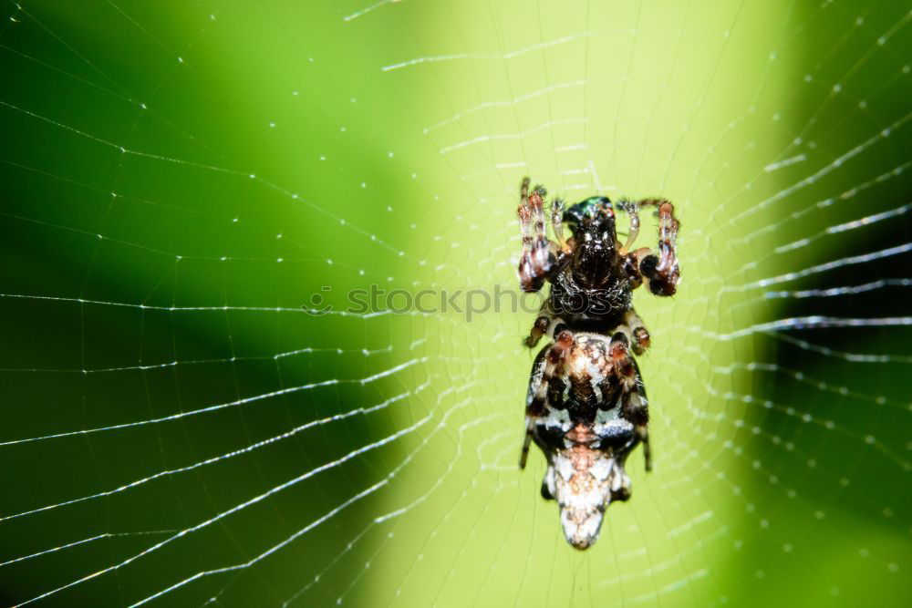 Similar – Image, Stock Photo Fly sitting on a cabbage leaf