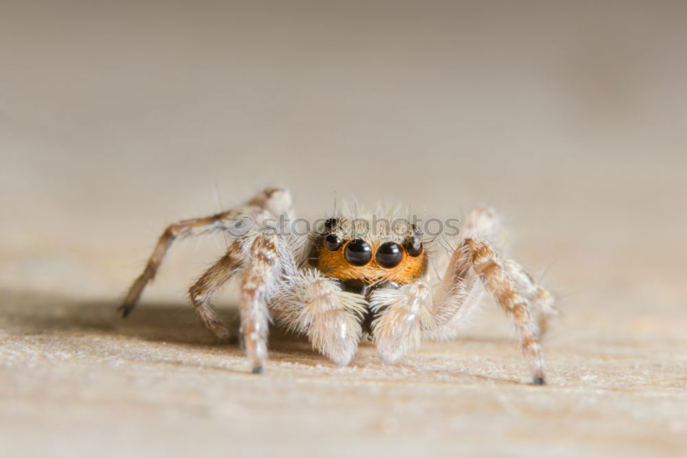 Similar – hairy hops Spider Stripe