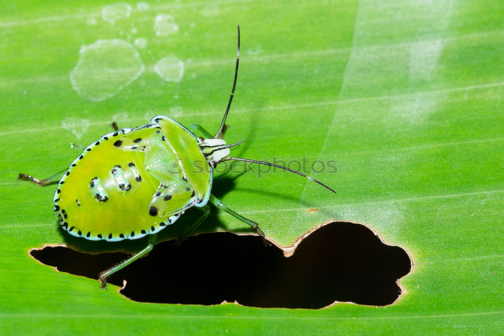 Similar – Image, Stock Photo grey meat fly Fly 2 Animal