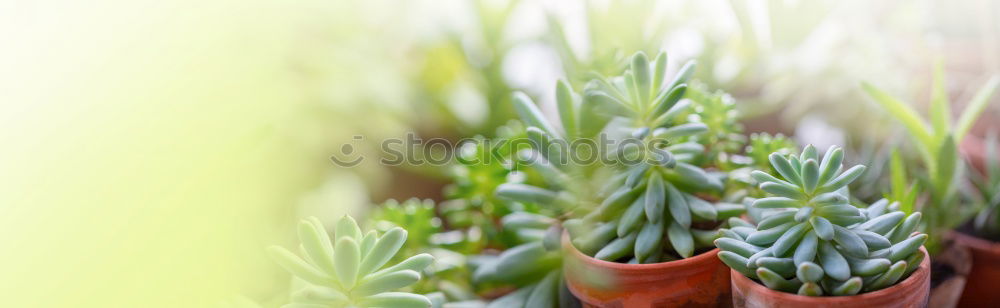 Similar – Image, Stock Photo Rosemary in a pot Art