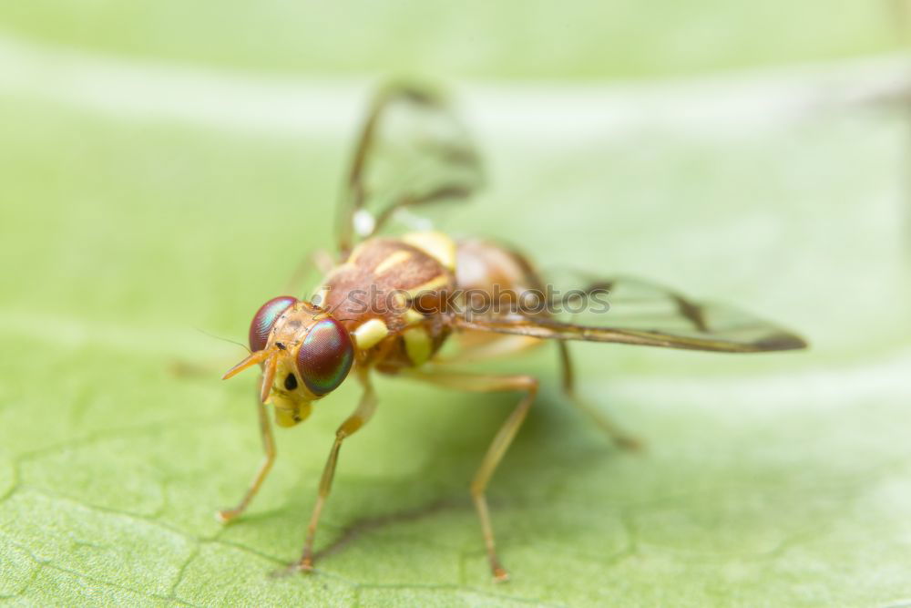 Similar – fly on reed leaf Spring