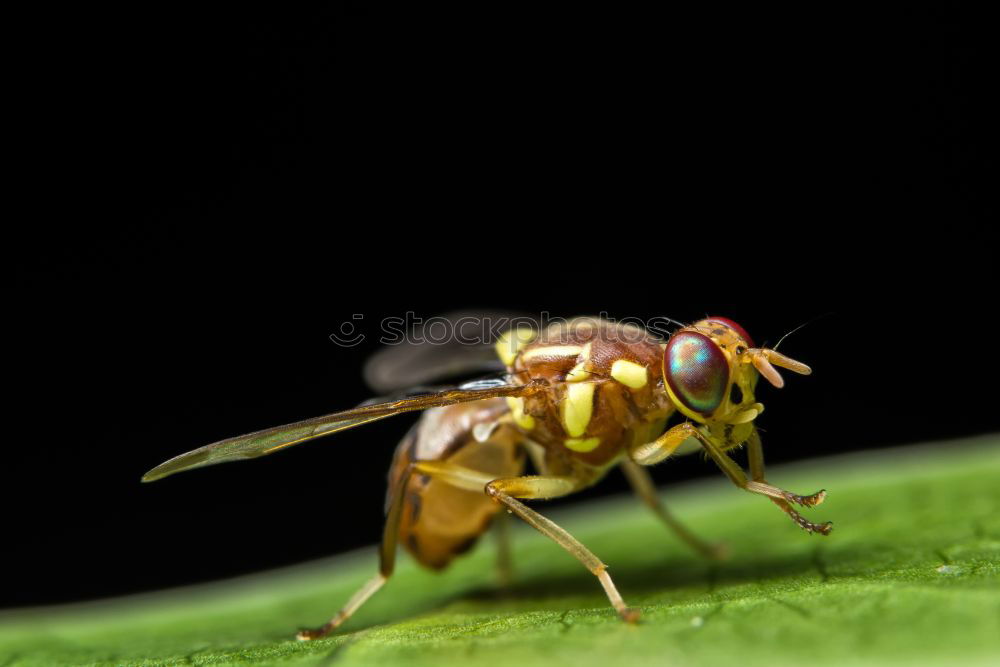 Similar – Housefly On A Leaf In Garden