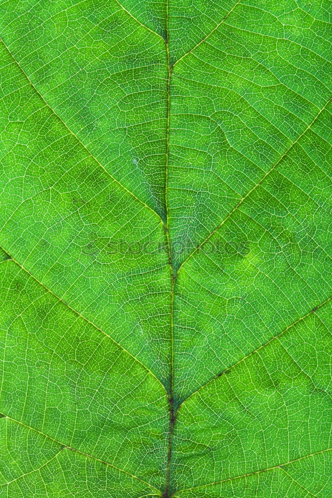 Similar – Image, Stock Photo The sheet 18 Plant