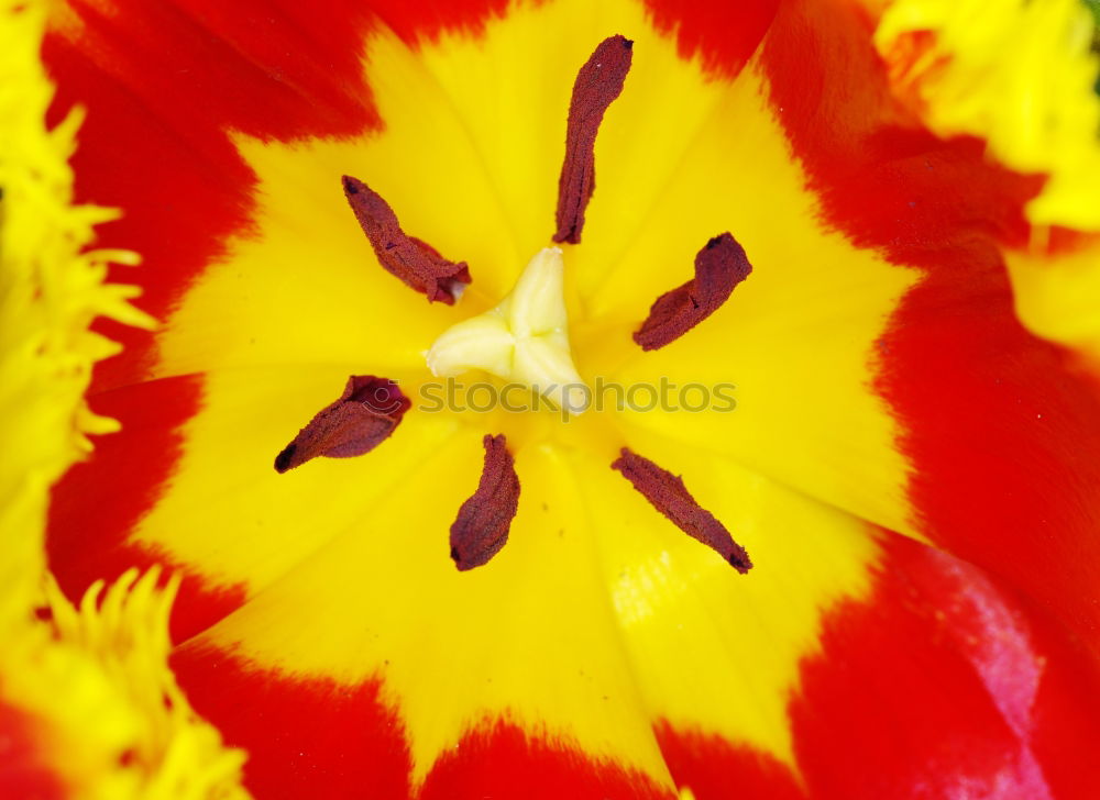 Similar – Foto Bild Blüte gelb Sommer Blume