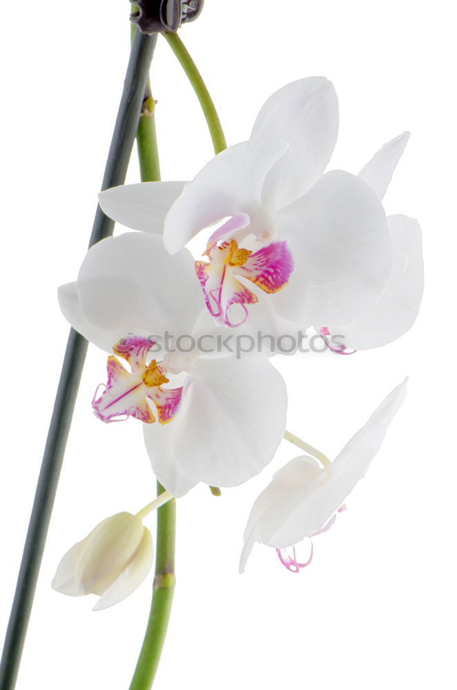 Similar – orchid Orchid Pink Flower