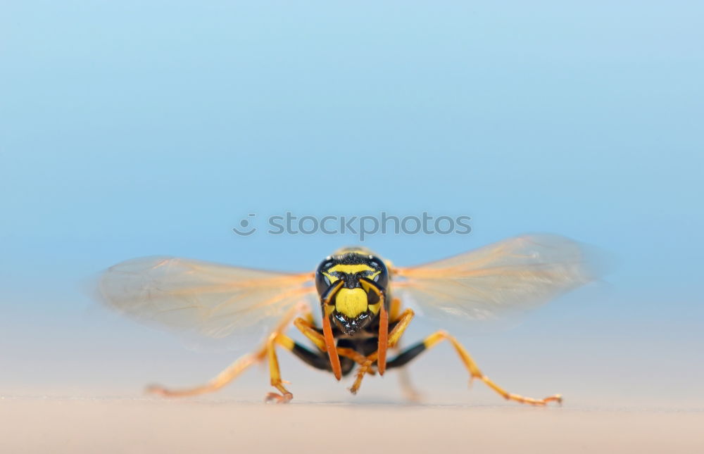 Similar – Image, Stock Photo Hornet 01 Animal Insect