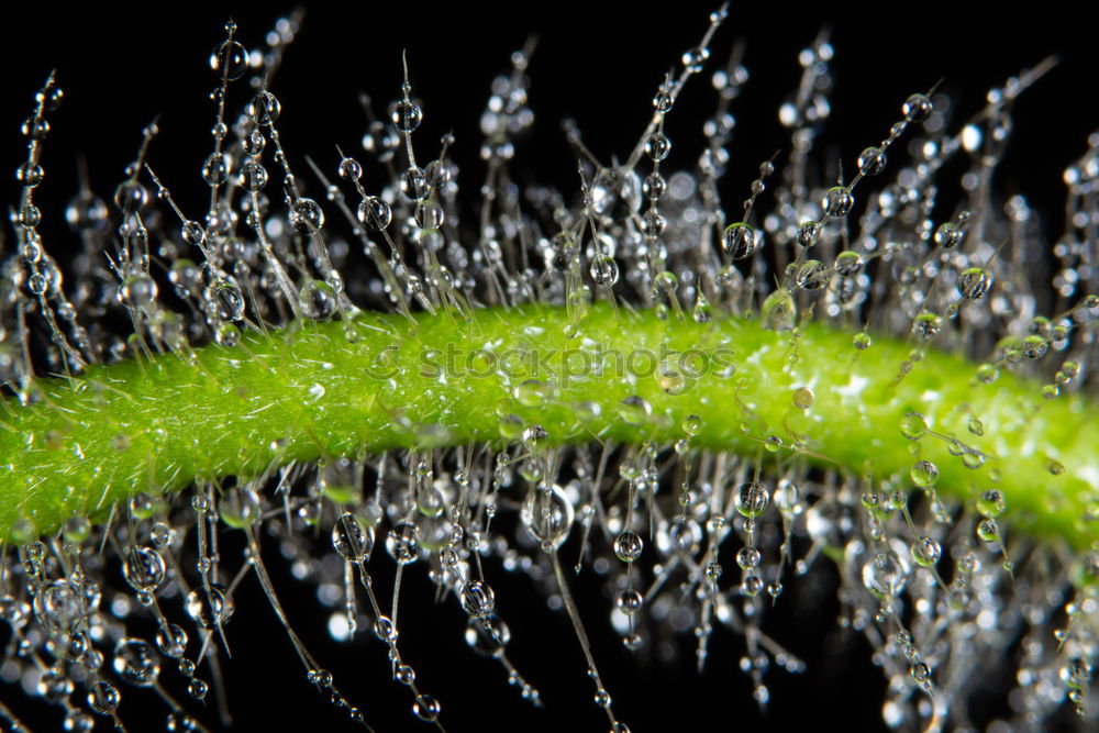 Similar – Foto Bild Zünsler Raupe auf Finger