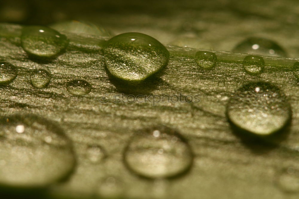 Similar – Image, Stock Photo droplet of rain Nature