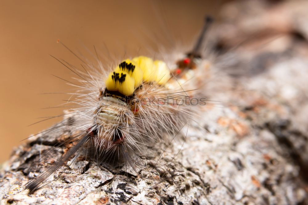 Similar – Foto Bild Hummel 2 Strandkorb