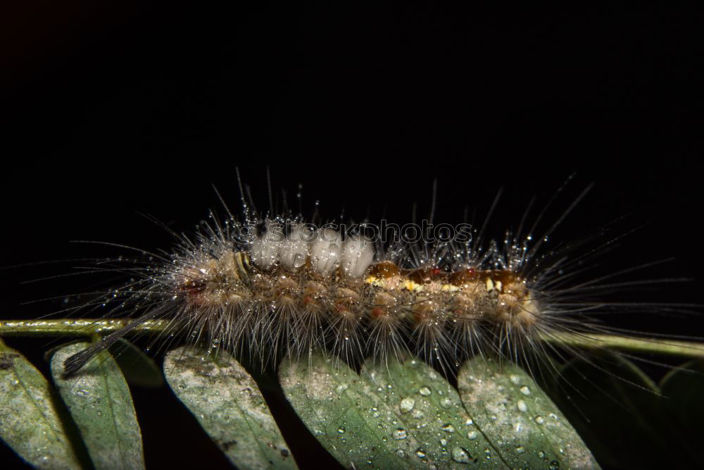 Similar – Caterpillar II Small