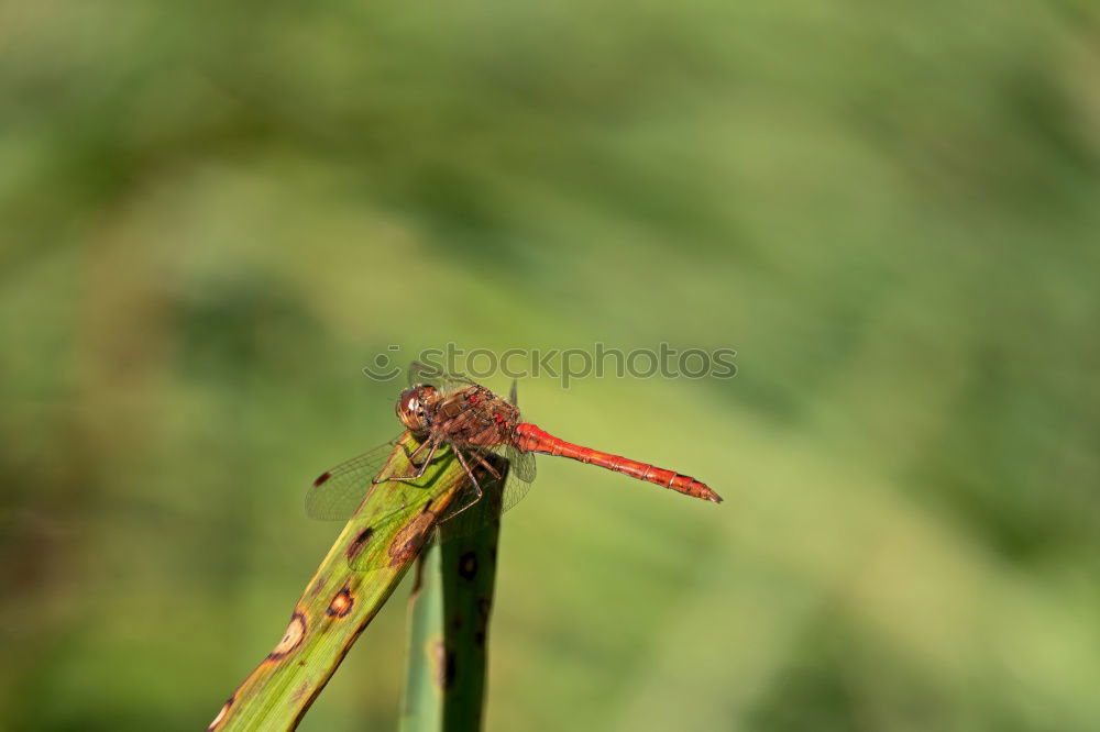 Similar – Image, Stock Photo Sympetrum meridionale (male) N°2