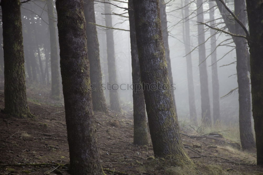 Similar – Image, Stock Photo Model Forest Adventure