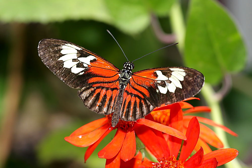 Similar – Image, Stock Photo splendid Nature Plant