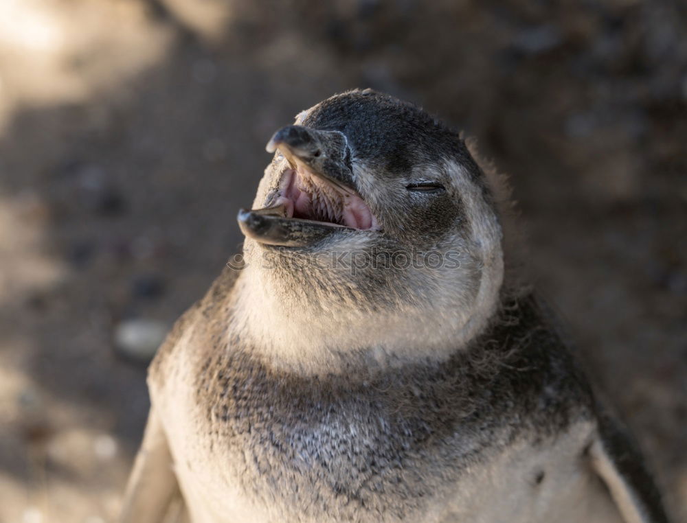 Similar – swimming penguin, humboldt penguin