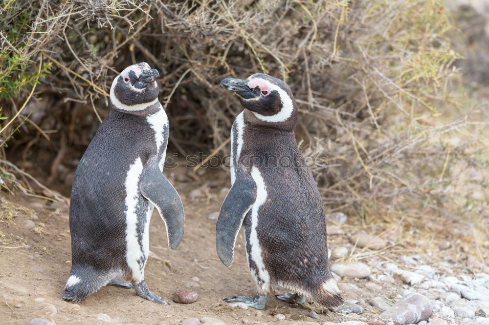 Similar – Image, Stock Photo Puffins oOOO Grass Coast