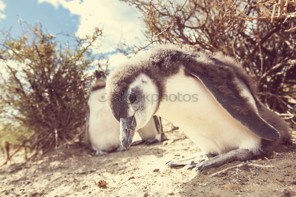 Similar – Foto Bild pinguin/2 Pinguin kalt Zoo