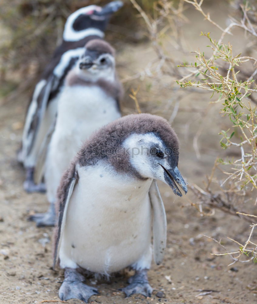 Similar – Image, Stock Photo Puffins oOOO Grass Coast