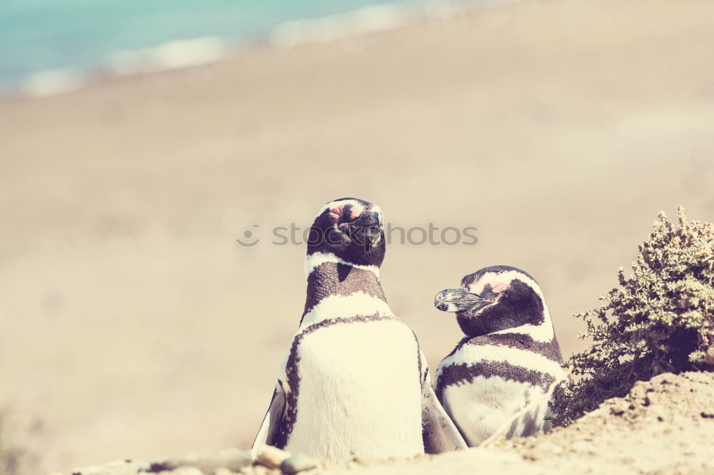 Similar – Foto Bild Verliebte Pinguine Meer