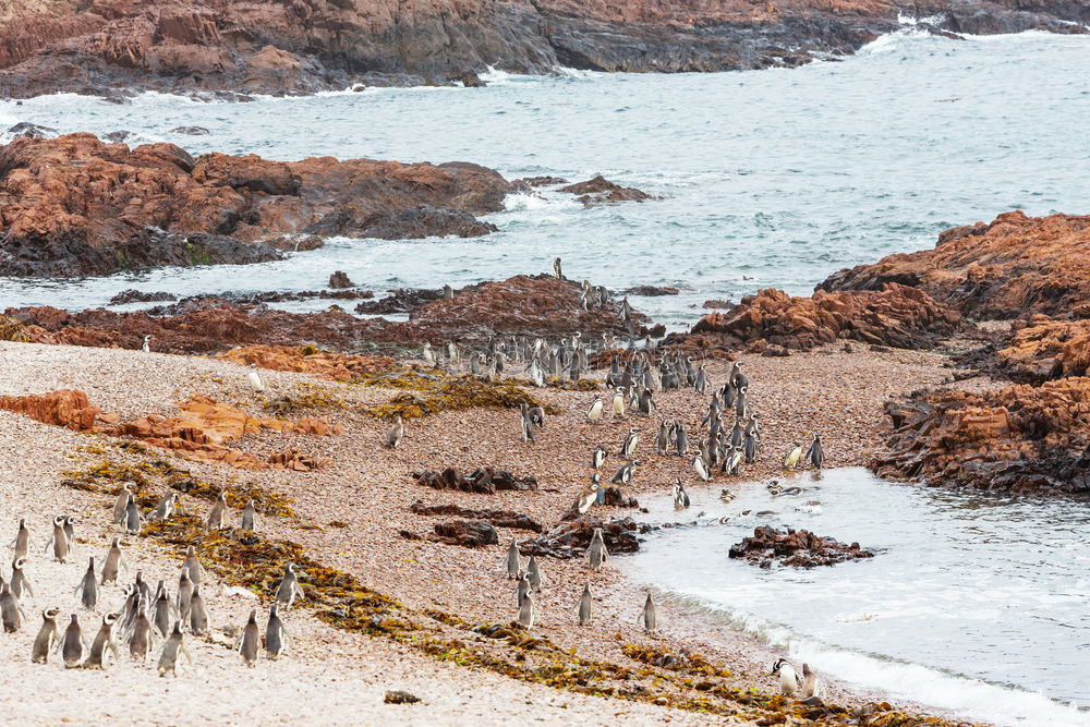 Similar – Penguin dancing.