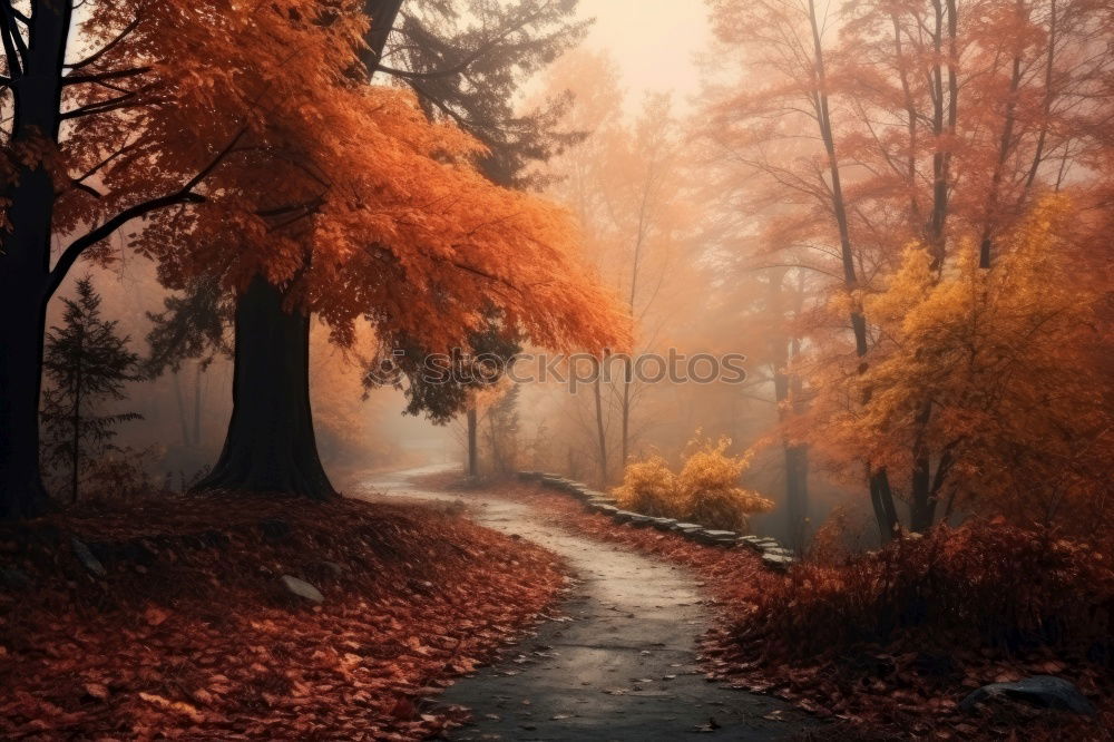 Similar – Autumn comes Nature