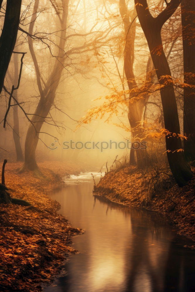 Similar – Image, Stock Photo Sunbeams in the forest on a brook