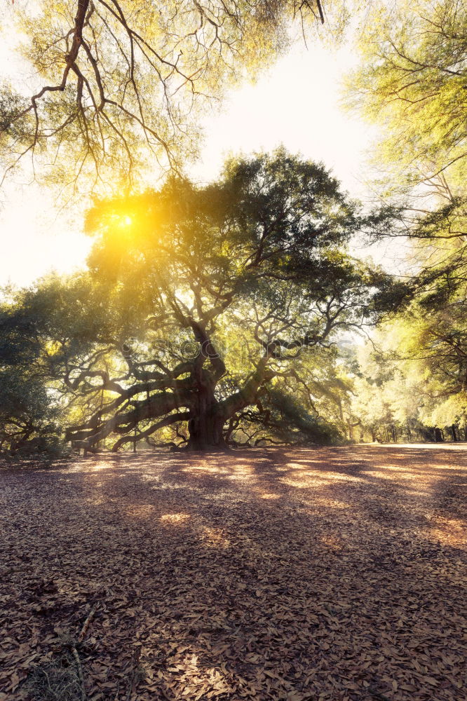 Similar – stand Environment Nature