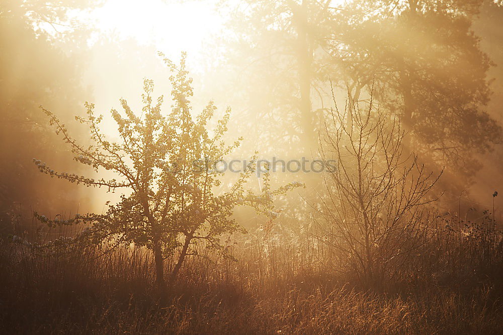 Similar – Sunrise Namibia Sturm