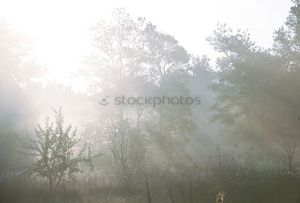 Similar – Image, Stock Photo Morning hour in the moor