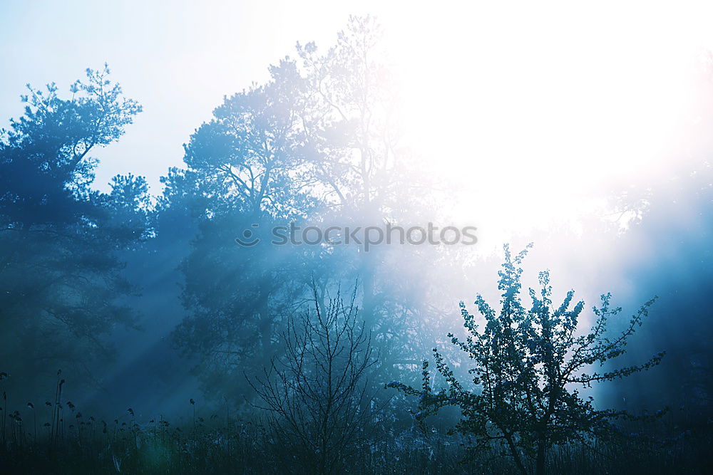 Similar – Image, Stock Photo Shadow tree, blue sky. A white cloud.33 degrees.Only the fir tree brings some shade.Queensland / Australia