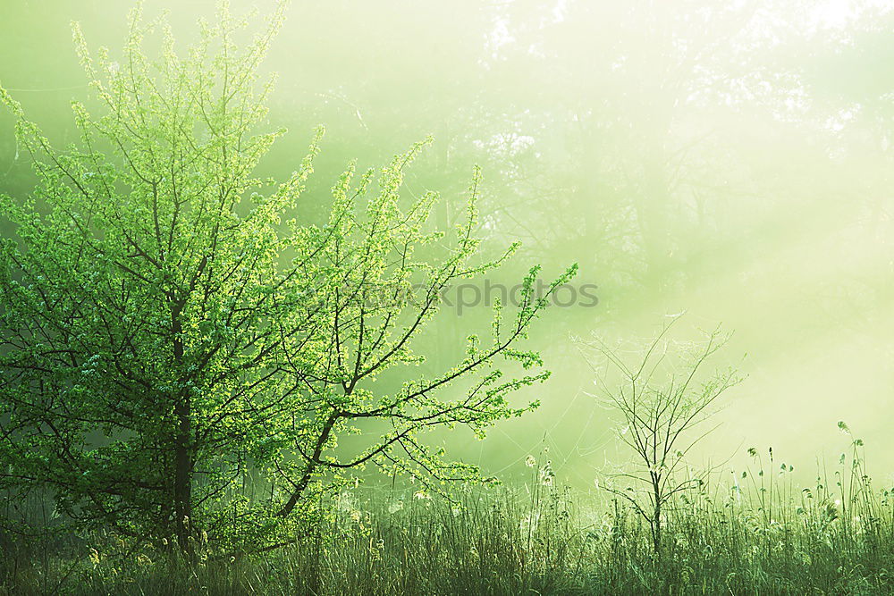 Similar – Image, Stock Photo summer resort Light Green