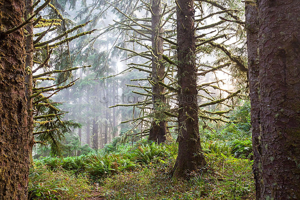 Similar – Image, Stock Photo Model Forest Adventure