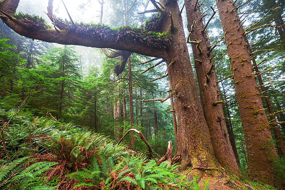 Similar – fern forest Environment