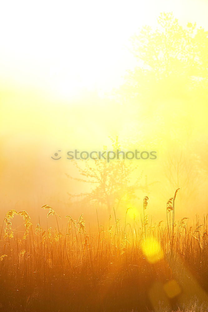 Similar – Landscape of a sunset in the sea