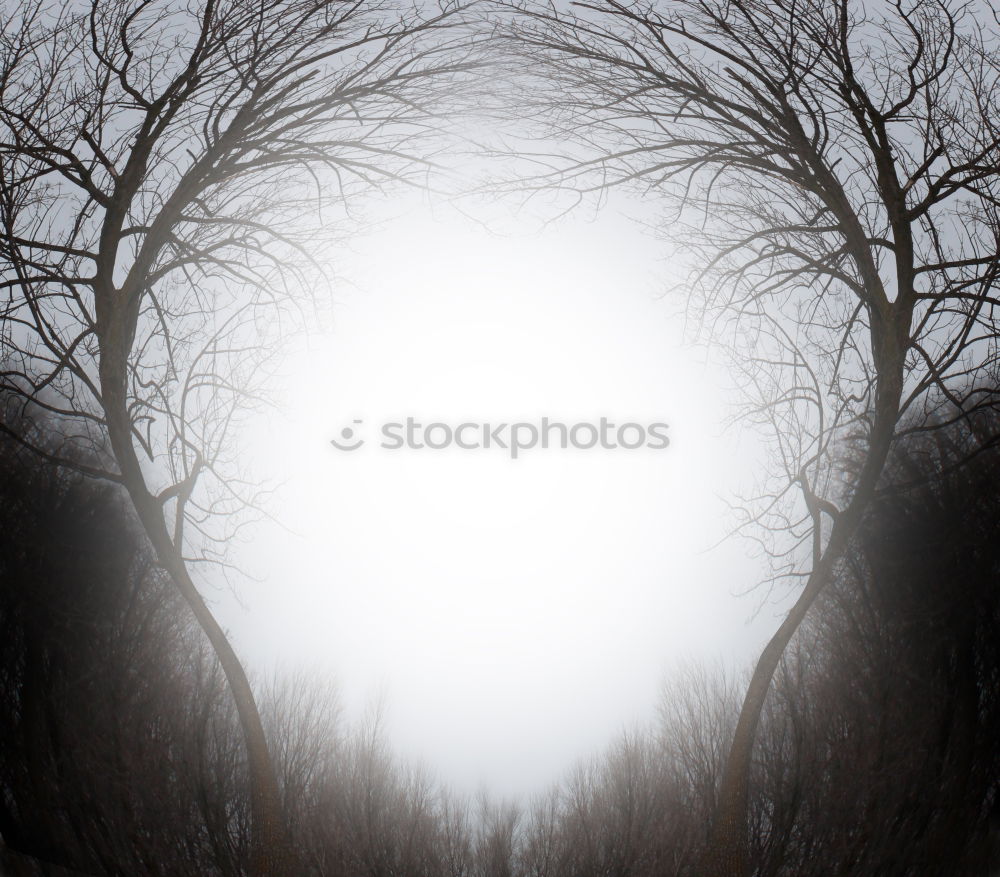 Similar – Image, Stock Photo Neverglade Environment