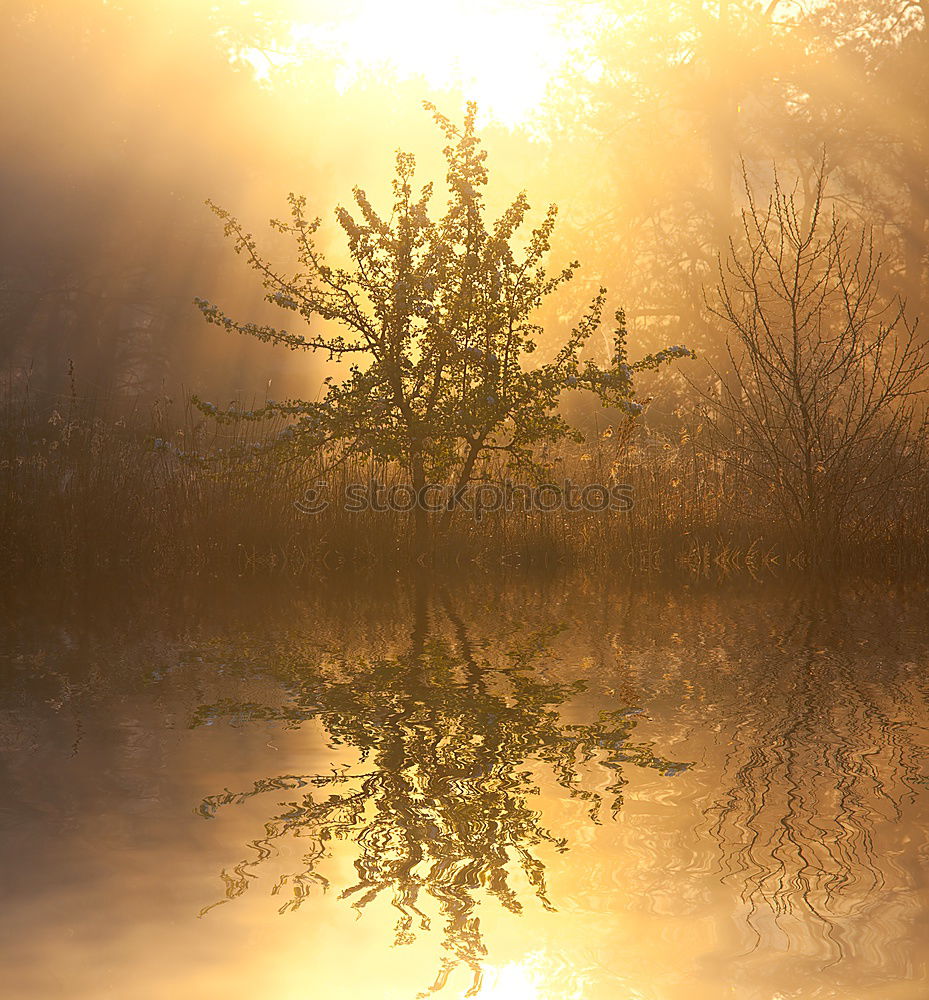 Similar – Eis-Alster gefroren Baum