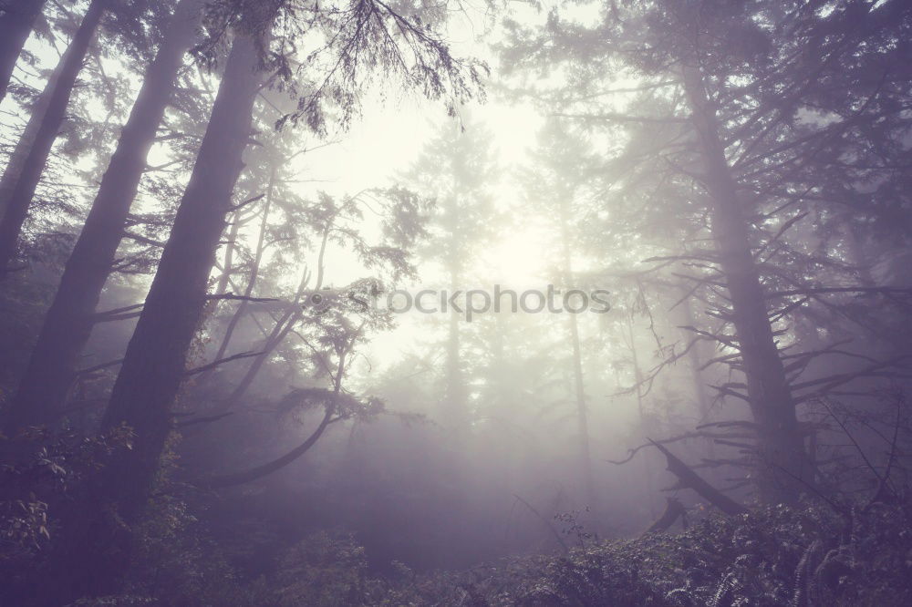 Similar – foggy woods #3 Fog