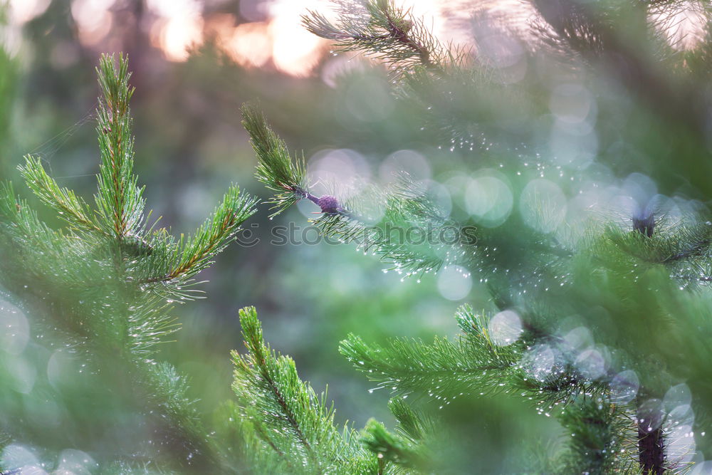 Similar – Fir branches in golden light