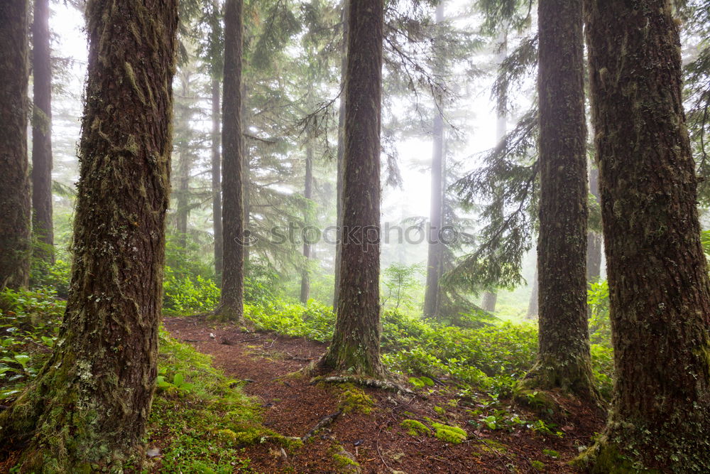 Similar – Image, Stock Photo Pretty woman in forest