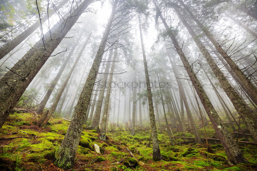 Similar – fern forest Environment