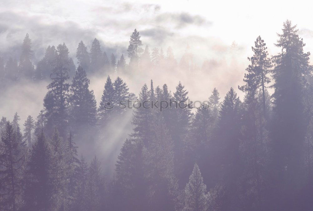 Similar – Autumn September foggy morning in mountains