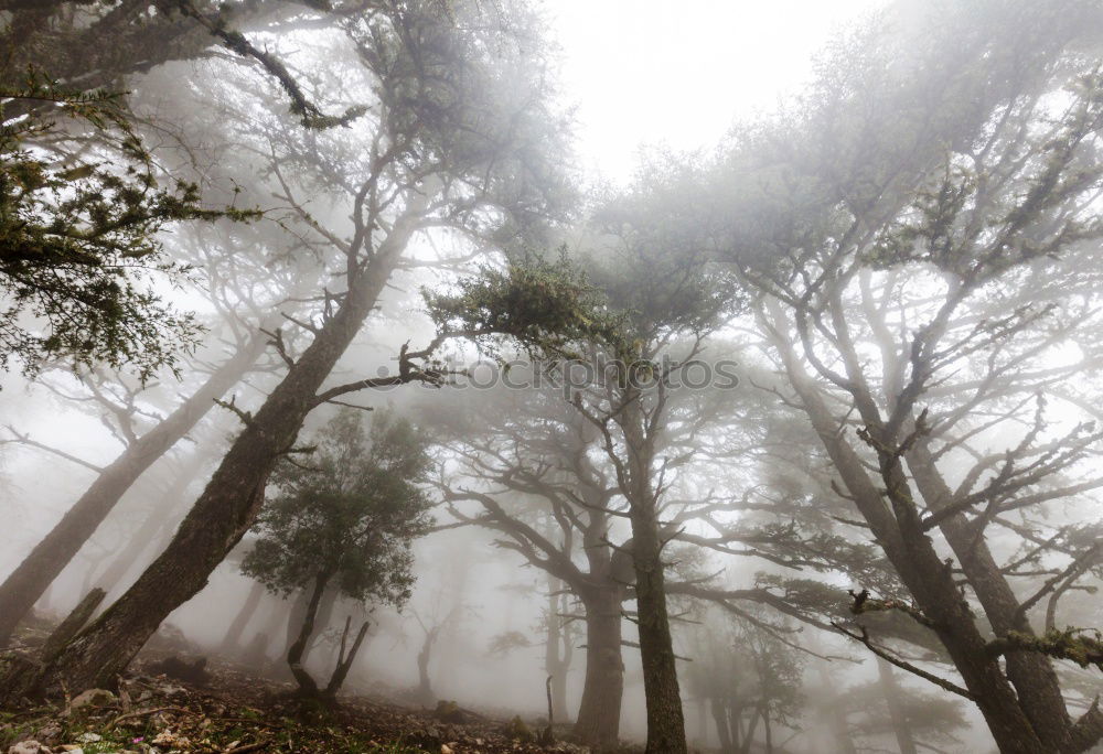 Similar – pinaceae I Tree Forest