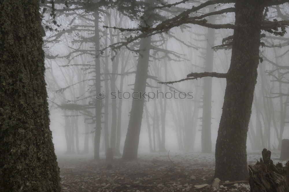 Similar – foggy woods #4 Fog