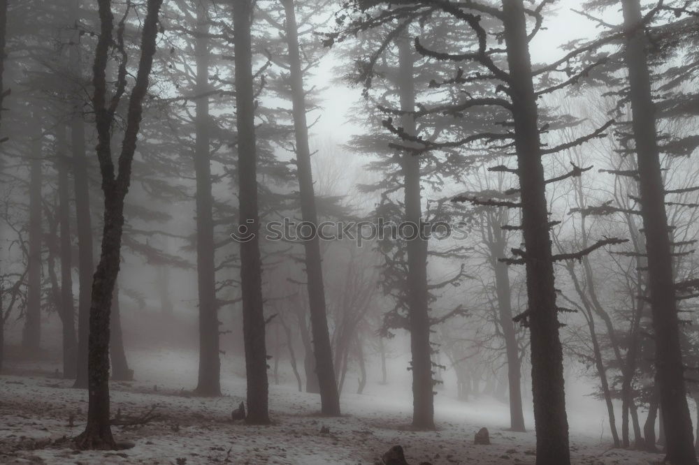 Similar – Foto Bild wald im nebel Wald Baum