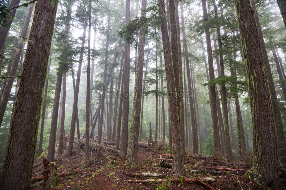 Similar – fern forest Environment