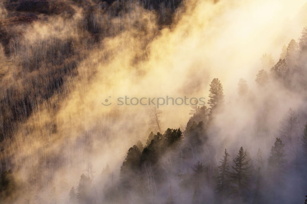 Similar – Image, Stock Photo December morning in the Black Forest